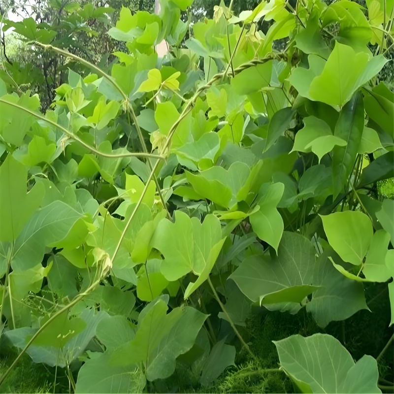 1751014119669401.jpg 野生葛根藤圖.jpg