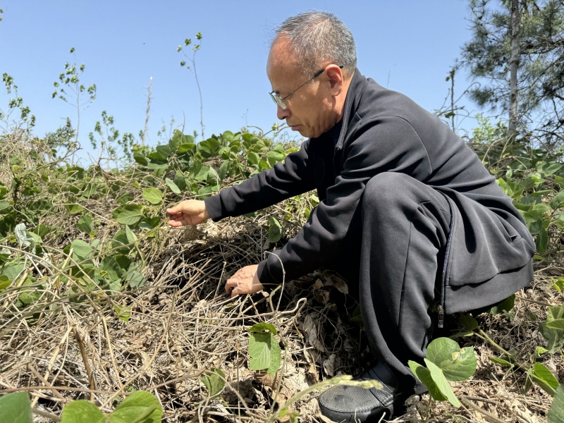 1753521516754698.jpg 葛根發(fā)芽6.jpg