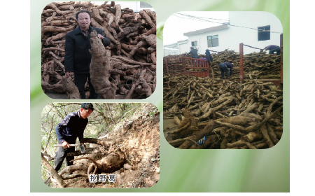 一勺野生葛根粉里的「古今對話」，從古籍記載到現(xiàn)代餐桌的清涼傳承