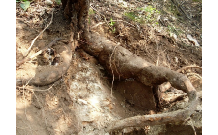 葛根粉：認(rèn)準(zhǔn) 10 年黃金期，拒絕 “年份噱頭”