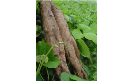 吃了這么多年的野生葛根粉，你吃對(duì)了嗎？