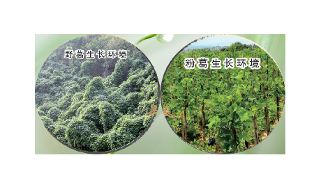 高學歷養(yǎng)生黨親測：這款雙有機野生葛根粉，憑什么成日常優(yōu)選？?