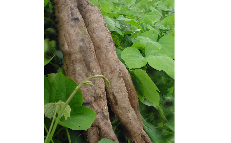 長期吃葛粉是養(yǎng)生還是傷身？科學(xué)解讀它的三大益處，讓你吃得更明白！