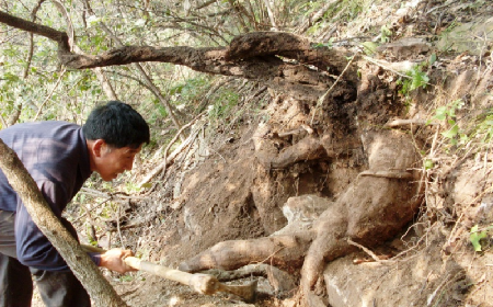 深山藏珍，二月風(fēng)正在大量收購(gòu)寒冬野生葛根