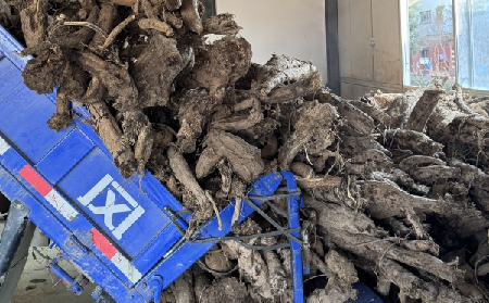 霜降采葛正當(dāng)時(shí)！二月風(fēng)大量收購(gòu)霜降葛根，以匠心護(hù)品質(zhì)、以產(chǎn)業(yè)助增收