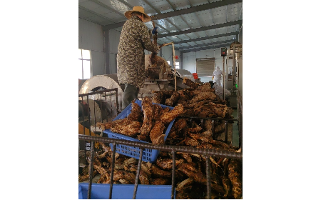 野生葛粉加工正當(dāng)時，二月風(fēng)匠心傳承好味道